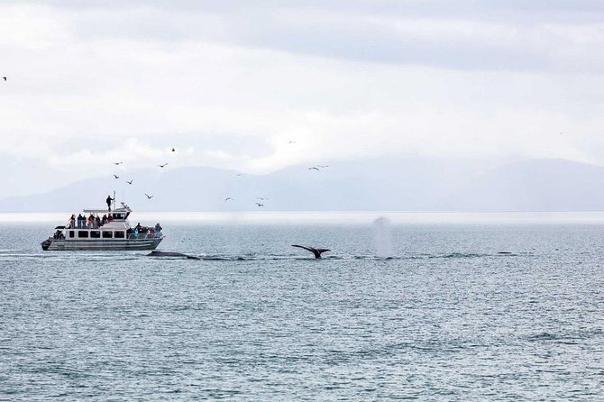 Mendenhall Glacier Visitor Center and Ultimate Whale Watch Combo - Afternoon departures and the return to Juneau