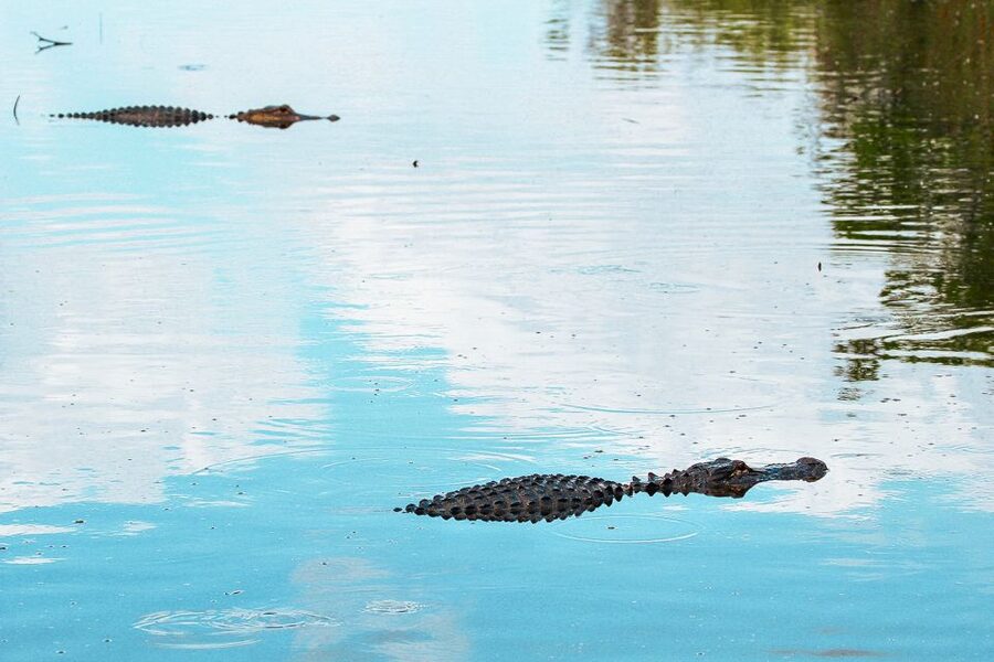 Miami: Everglades National Park Airboat Tour & Wildlife Show - Food, drinks, and the Gator Park shop