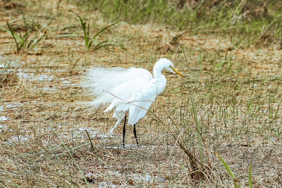 Miami: Everglades National Park Airboat Tour & Wildlife Show - Cost, timing, and the real value
