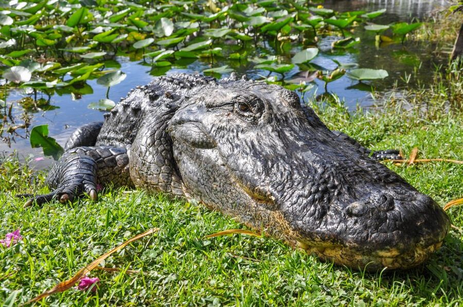 Miami: Everglades Safari Park Airboat Tour - Key points to know before you go