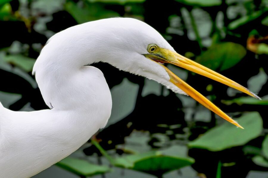 Miami: Everglades Safari Park Airboat Tour - Reaching Everglades Safari Park from Miami