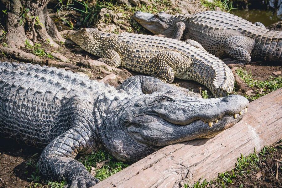 Miami: Everglades Safari Park Airboat Tour - Walking the jungle trail and visiting the exhibits
