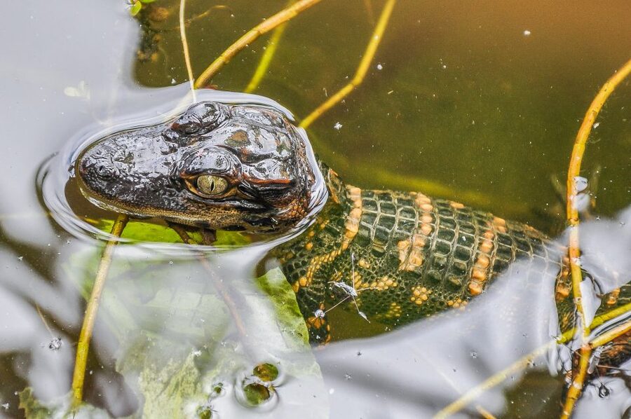 Miami: Everglades Safari Park Airboat Tour - When wildlife and weather work in your favor