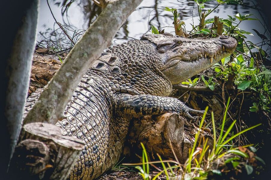 Miami: Everglades Safari Park Airboat Tour - What the $41 price includes