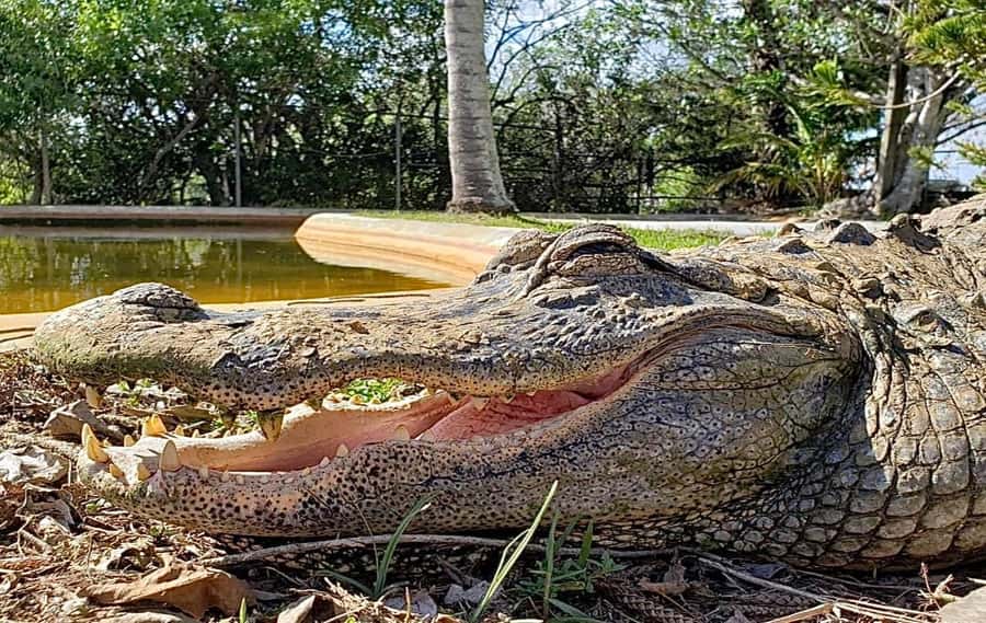 Miami: Original Everglades Airboat Tour & Interpretive area - Starting at Coopertown, the original airboat stop