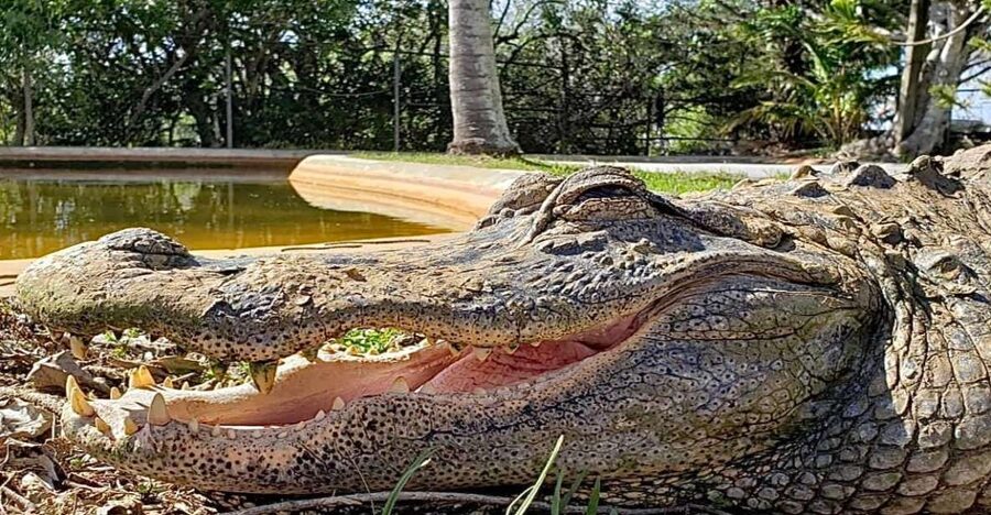 Miami: Original Everglades Airboat Tour & Interpretive area - Looking for alligators, turtles, and birds