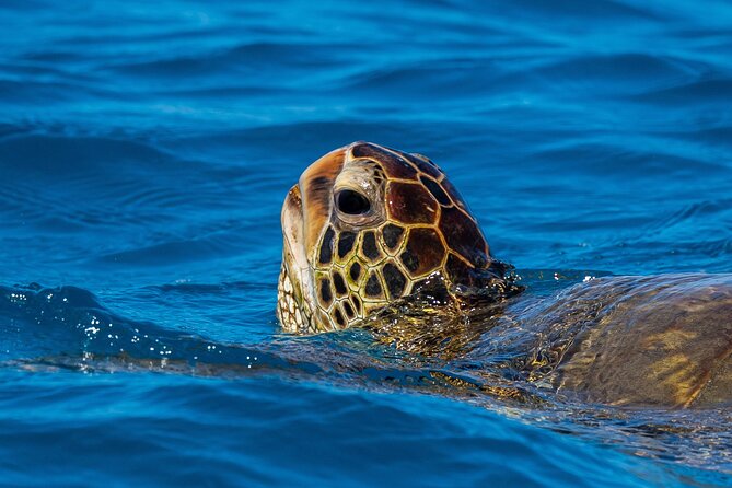 Moana’s Waikīkī Grand Guided Turtle Snorkel & Sailing Adventure - Who should book this catamaran trip?