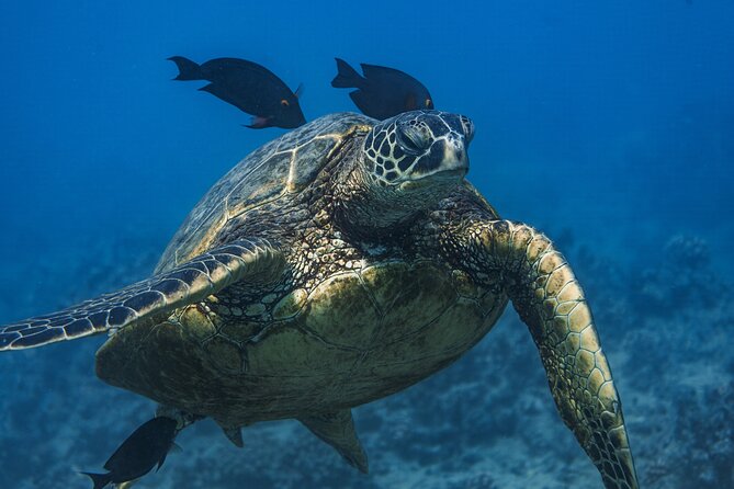 Moana’s Waikīkī Grand Guided Turtle Snorkel & Sailing Adventure - Why the crew matters for beginners and children
