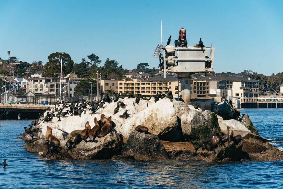 Monterey Bay: Whale Watching Tour - Five things to know before you sail