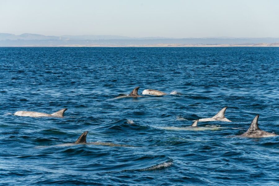 Monterey Bay: Whale Watching Tour - Winter: following migrating gray whales
