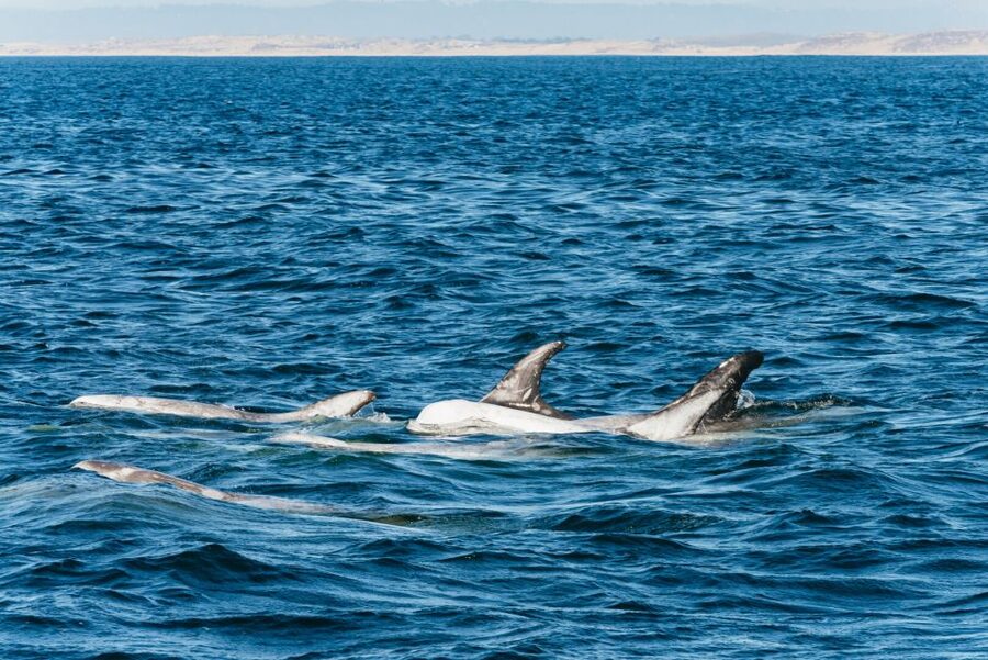 Monterey Bay: Whale Watching Tour - From Old Fisherman’s Wharf to the open bay