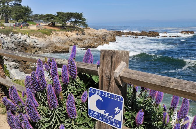 Monterey, Carmel and 17-Mile Drive: Full Day Tour from SF - Bird Rock: seals, sea lions, and seabirds