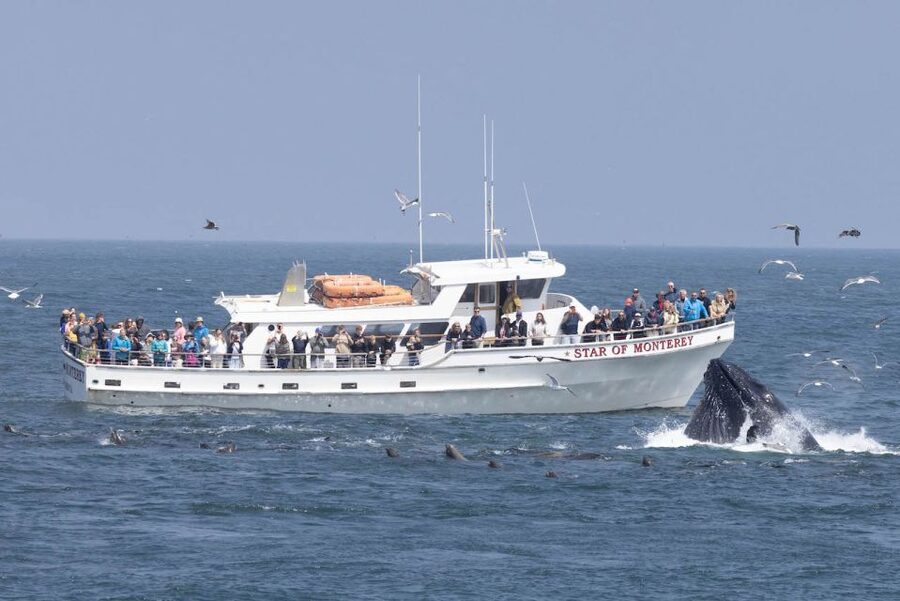 Monterey: Monterey Bay Dolphin and Whale Watching Boat Tour - Key points to know before you go