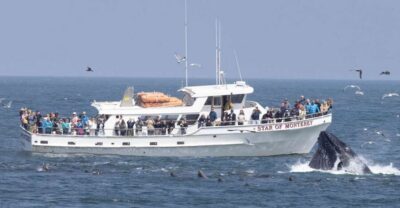 Monterey Bay Dolphin and Whale Watching Boat Tour