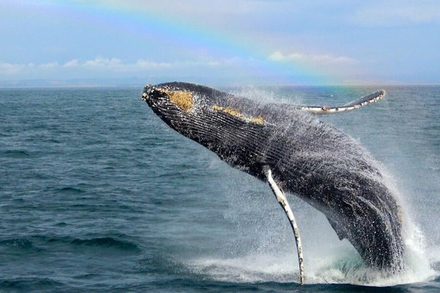 Monterey: Monterey Bay Dolphin and Whale Watching Boat Tour - Humpback whales, feeding groups, and sudden breaches