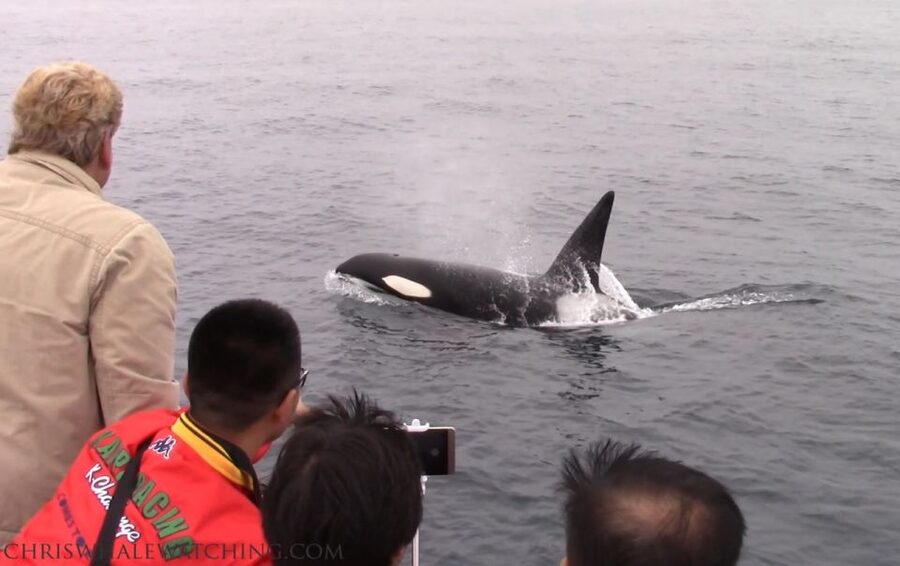 Monterey: Monterey Bay Dolphin and Whale Watching Boat Tour - What the shoreline adds to the cruise