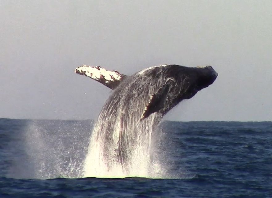 Monterey: Monterey Bay Dolphin and Whale Watching Boat Tour - What $62 buys you