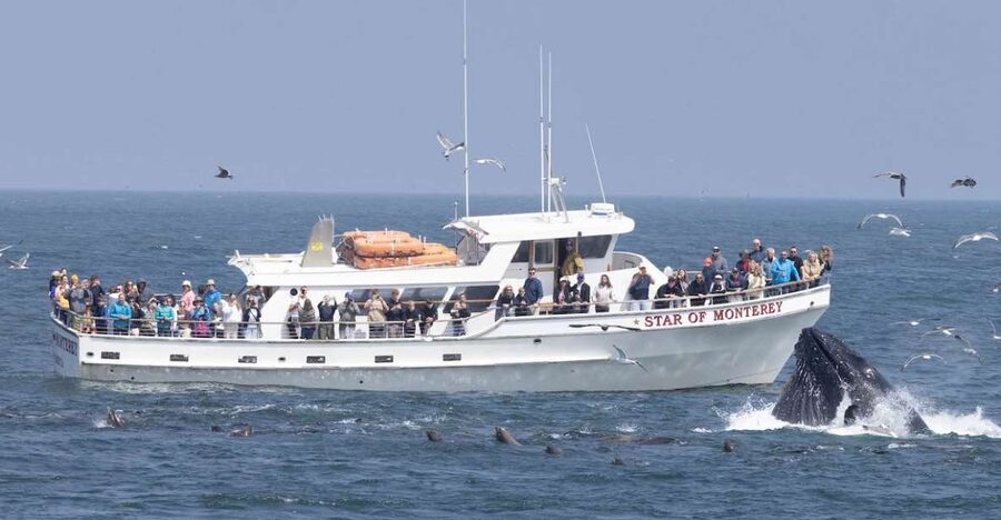 Monterey: Monterey Bay Dolphin and Whale Watching Boat Tour - The first wildlife appears near the harbor