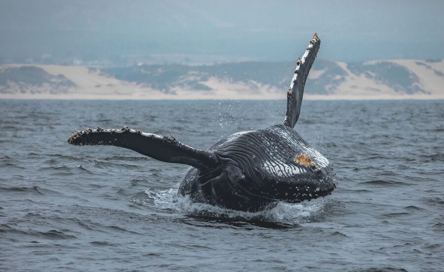 Monterey: Sunset Whale Watching Cruise with A Guide - Key points to know before you book