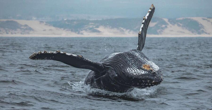 Monterey: Sunset Whale Watching Cruise with A Guide - Wildlife sightings beyond the whales