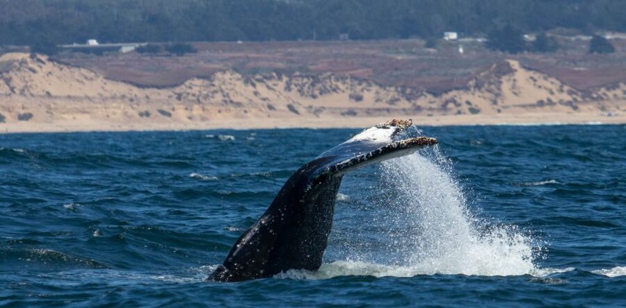 Monterey: Sunset Whale Watching Cruise with A Guide - Following humpbacks and watching the water