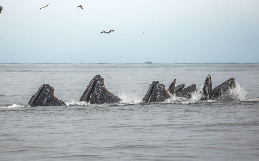 Monterey: Sunset Whale Watching Cruise with A Guide - Sunset on the return trip