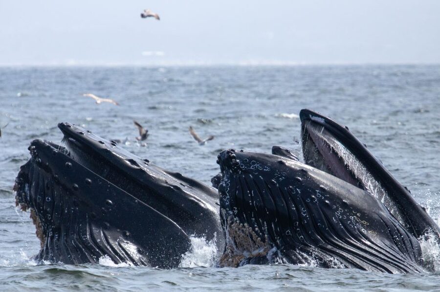 Monterey: Sunset Whale Watching Cruise with A Guide - Boat comfort, motion, and deck space