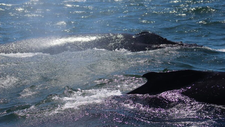 Monterey: Sunset Whale Watching Cruise with A Guide - Is three hours enough time?