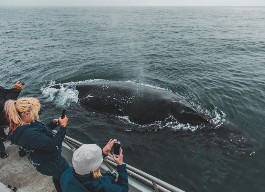 Monterey: Sunset Whale Watching Cruise with A Guide - Why Monterey Bay is such a strong whale-watching setting