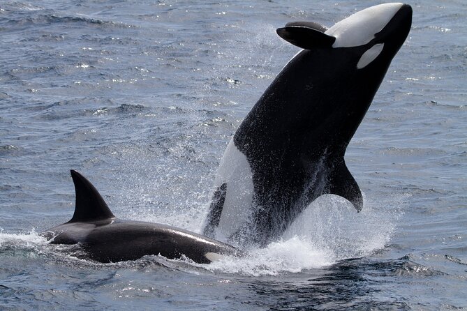 Monterey Whale Watching Tour - Choosing between the regular and upper decks
