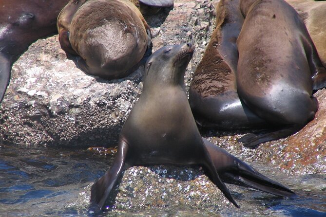 Monterey Whale Watching Tour - Comfort, weather, and the motion sickness question