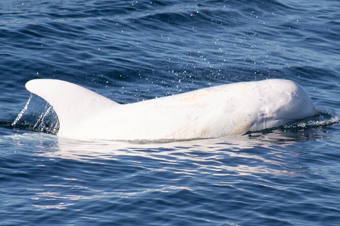 Monterey Whale Watching Tour - Who will enjoy this cruise most