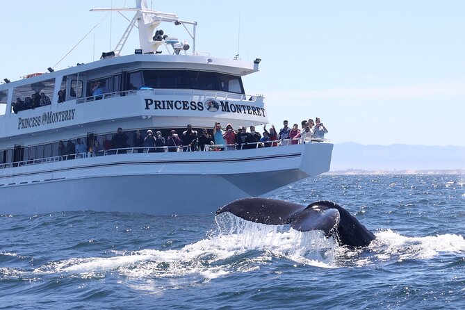 Monterey Whale Watching Tour - Why Monterey Bay is such a good place for whales