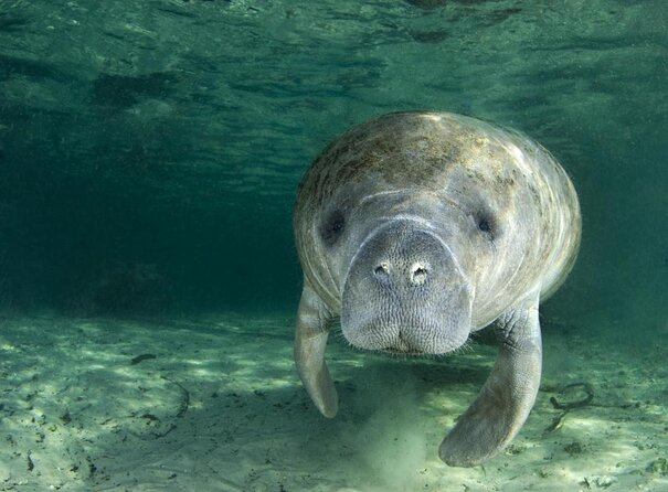 Most Popular 3hr Manatee Swim Tour + In-Water Guide! - Key details before you book