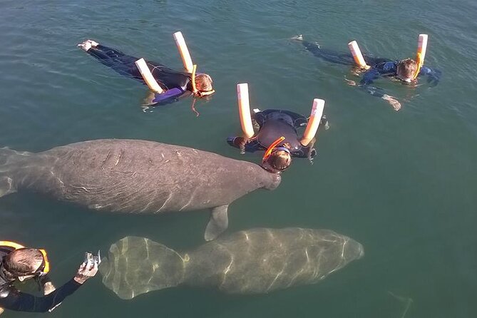 Most Popular 3hr Manatee Swim Tour + In-Water Guide! - Meeting the manatees at Crystal River