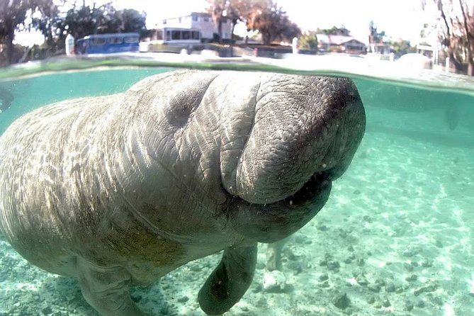 Most Popular 3hr Manatee Swim Tour + In-Water Guide! - Three Sisters Springs and the Crystal River refuge