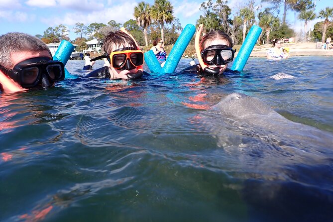 Most Popular 3hr Manatee Swim Tour + In-Water Guide! - Who will enjoy this trip most?