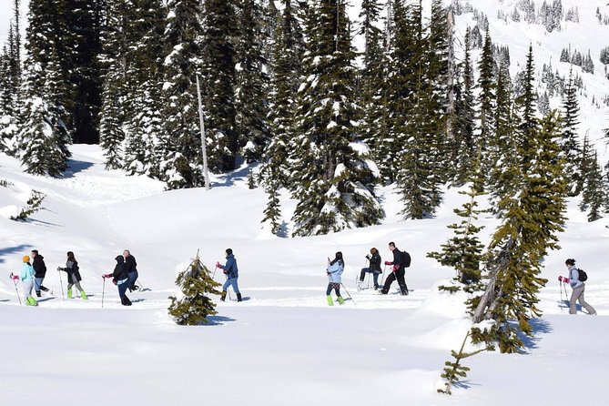 Mt. Rainier National Park Highlights Tour - Longmire: the park’s southwest doorway