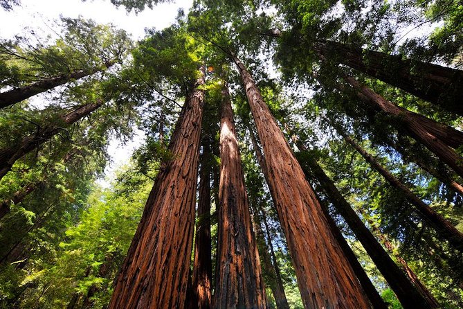 Muir Woods and Sausalito Morning Tour Small-Group Half Day - Why this half-day trip works well from San Francisco