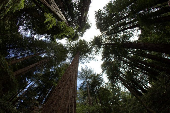Muir Woods and Sausalito Morning Tour Small-Group Half Day - Pickup at 8 a.m. and the ride across the city