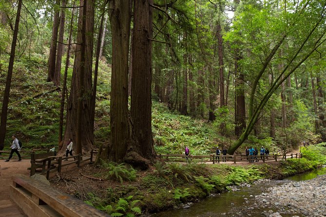 Muir Woods and Sausalito (Return by Bus or Ferry) - Why this tour works from San Francisco