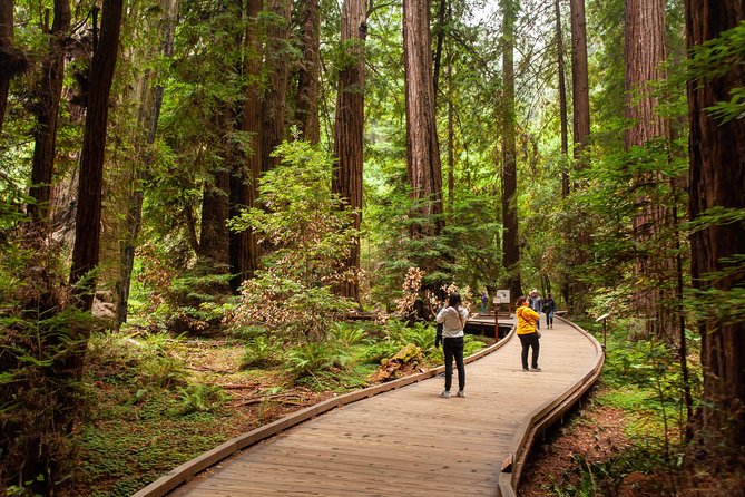 Muir Woods and Sausalito Tour Plus Bay Cruise - Guides, vehicles, and group comfort