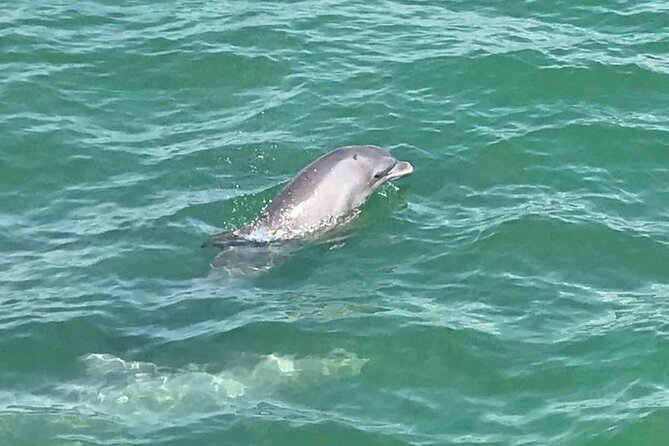 Myrtle Beach Dolphin Cruise - Calabash, Sunset Beach, and Bird Island