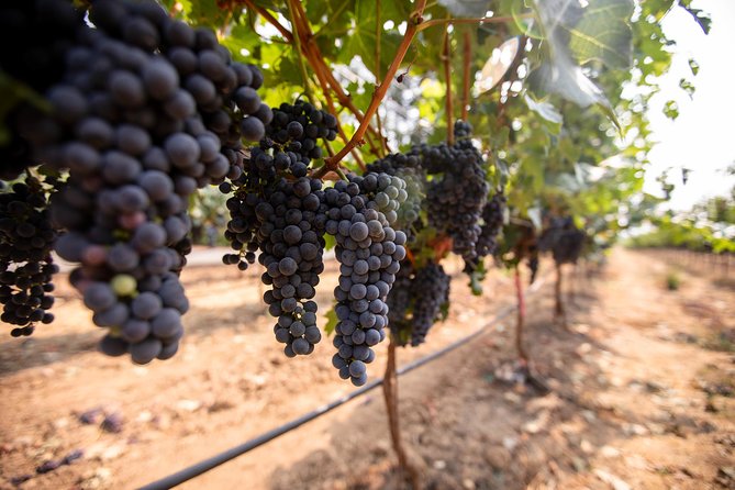 Napa and Sonoma Wine Country Full-Day Tour from San Francisco - How much value you get for $165