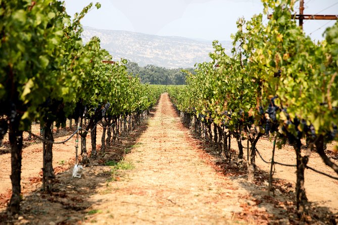 Napa and Sonoma Wine Country Full-Day Tour from San Francisco - Roche Winery and the pleasure of a small family stop