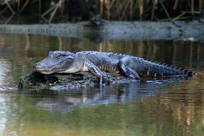 New Orleans Airboat Ride - Wildlife watching, with alligators as the main event