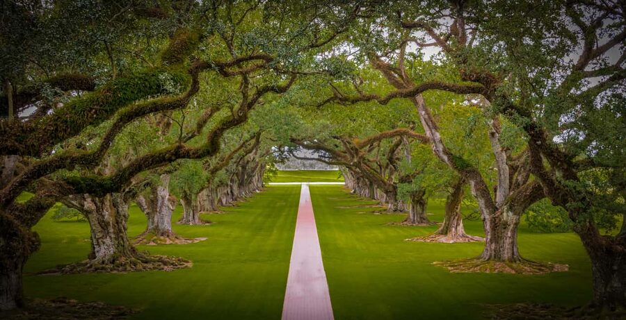 New Orleans: Bayou Swamp Tour and Oak Alley Plantation Tour - Manchac Swamp: a covered boat ride into Louisiana’s wild side