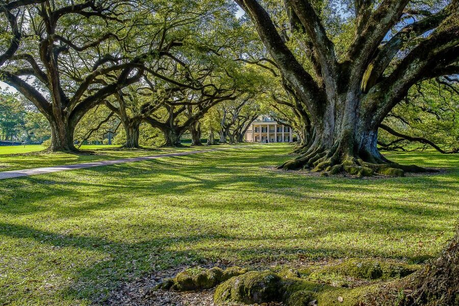 New Orleans: Bayou Swamp Tour and Oak Alley Plantation Tour - Should you book the swamp and Oak Alley combination?