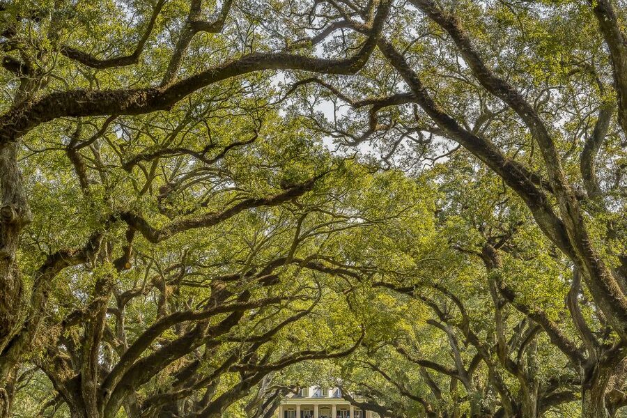 New Orleans: Bayou Swamp Tour and Oak Alley Plantation Tour - The 10:30 a.m. pickup requires real punctuality