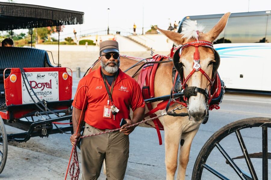 New Orleans: French Quarter Sightseeing Carriage Ride - The mule and carriage experience